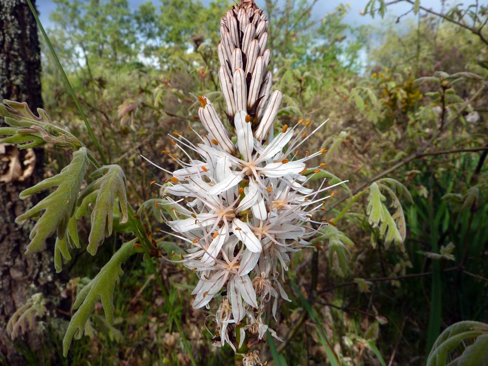 Asphodelus