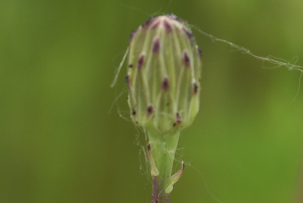 Hypochaeris radicata / Costolina giuncolina