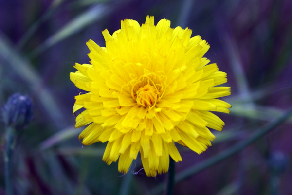 Hypochaeris radicata / Costolina giuncolina