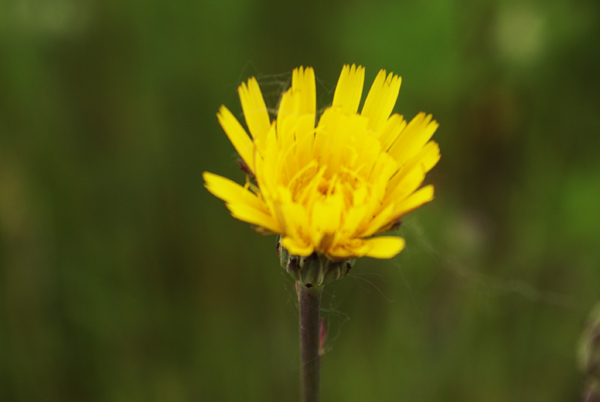 Hypochaeris radicata / Costolina giuncolina