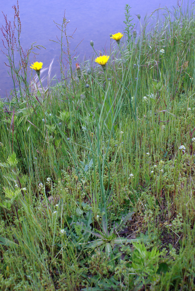 Hypochaeris radicata / Costolina giuncolina