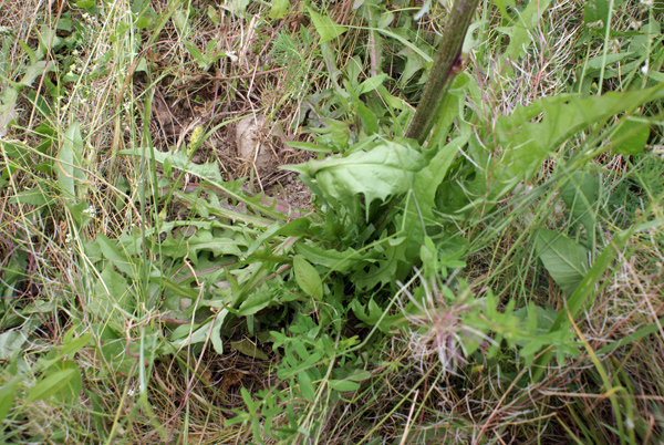 asteracea 2 - Crepis sp.