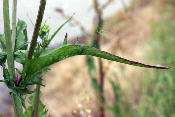 asteracea 2 - Crepis sp.