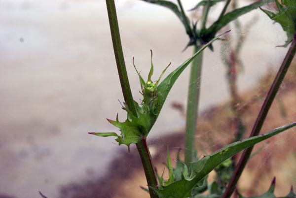 asteracea 2 - Crepis sp.