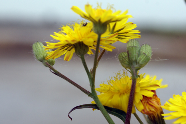 asteracea 2 - Crepis sp.