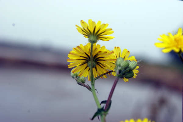 asteracea 2 - Crepis sp.