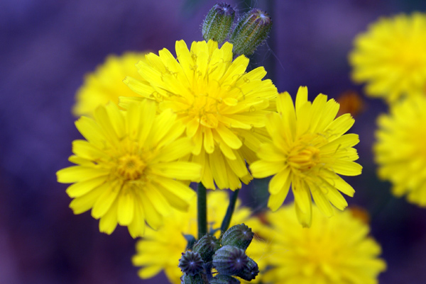 asteracea 2 - Crepis sp.