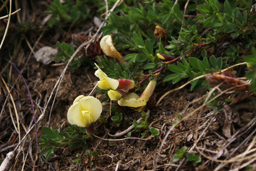Polygala? no, Chamaecytisus hirsutus