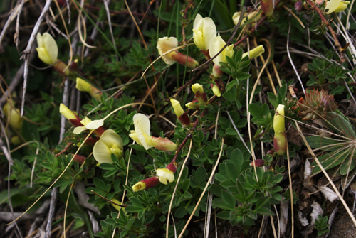 Polygala? no, Chamaecytisus hirsutus