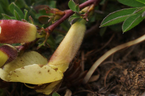 Polygala? no, Chamaecytisus hirsutus
