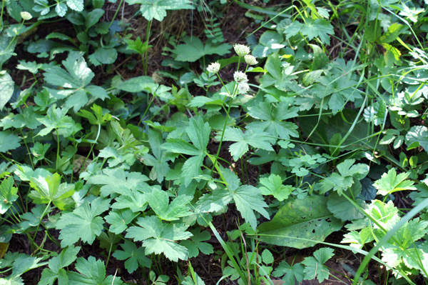 Astrantia major