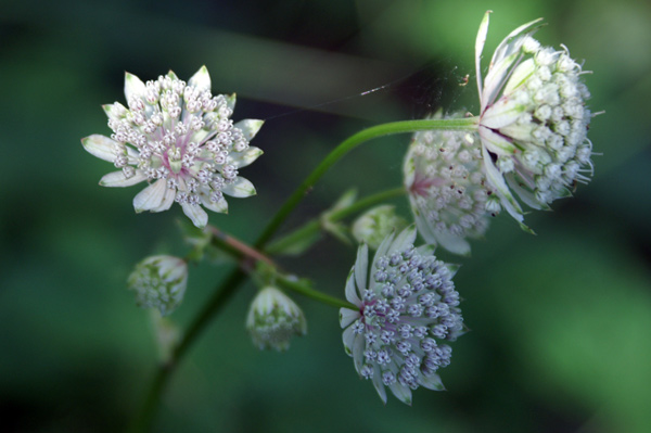 Astrantia major
