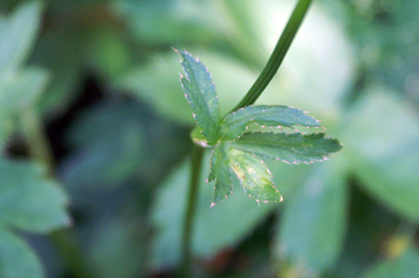 Astrantia major