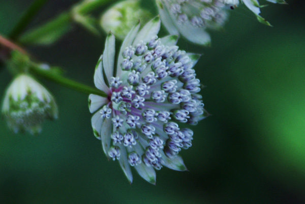 Astrantia major