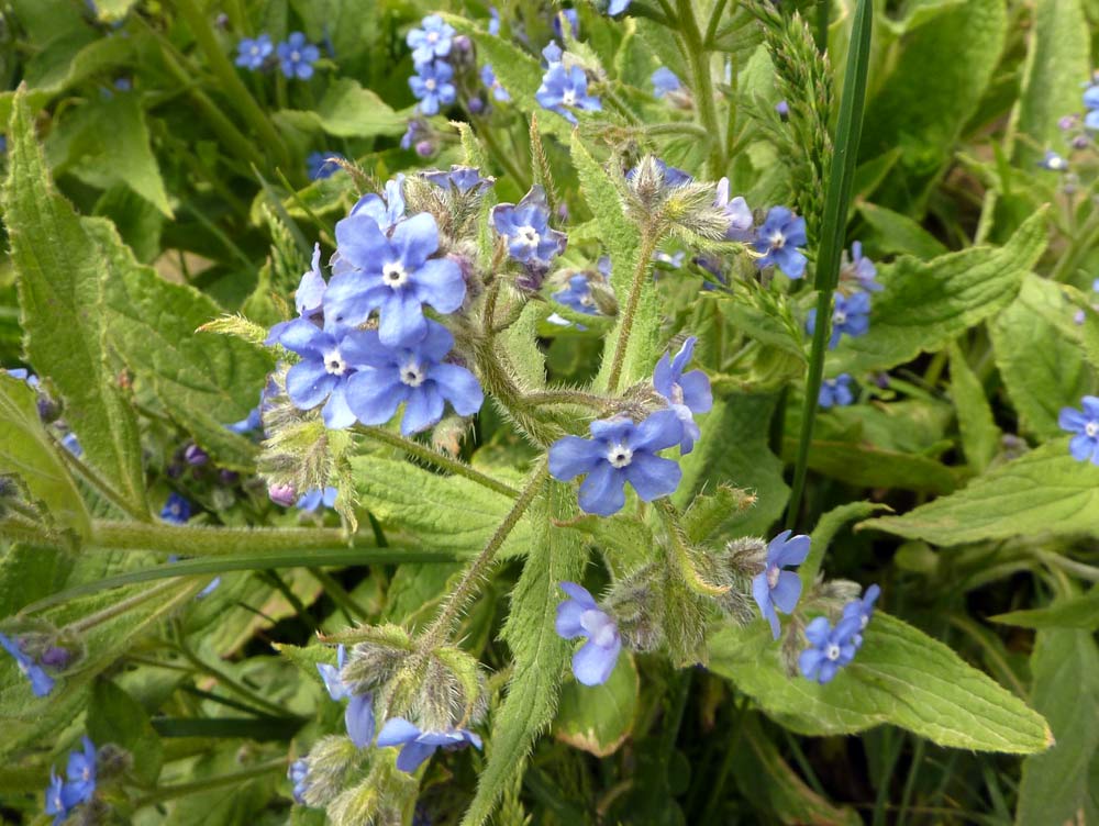 Spagna: Pentaglottis sempervirens