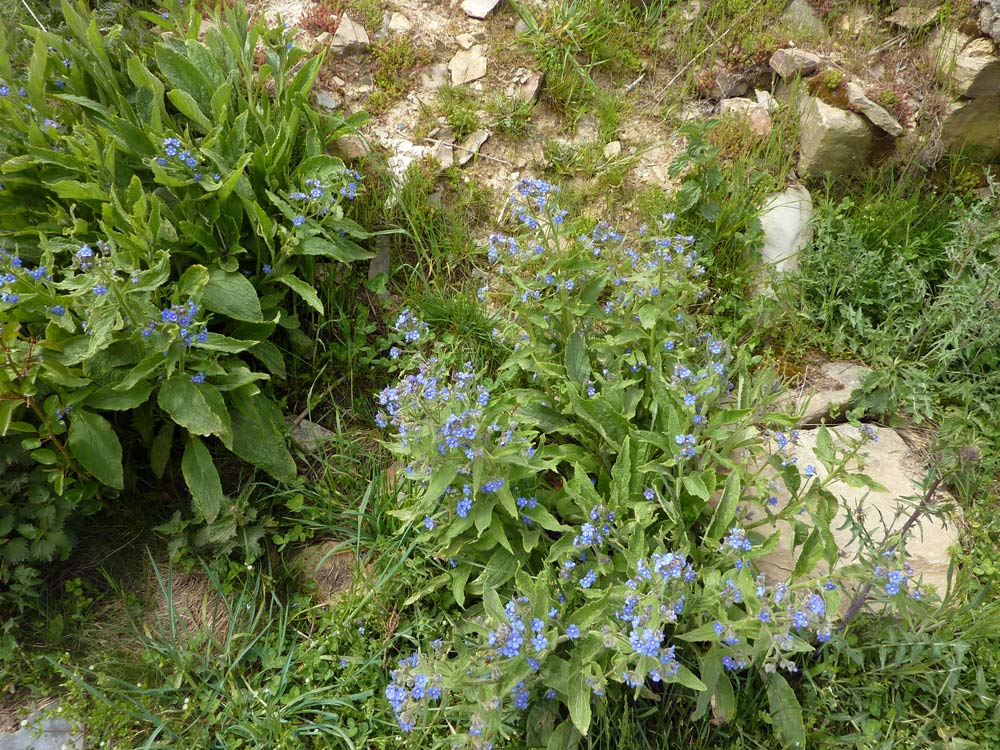 Spagna: Pentaglottis sempervirens