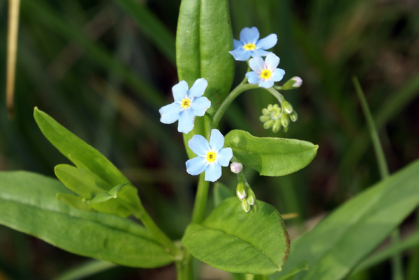Myosotis?