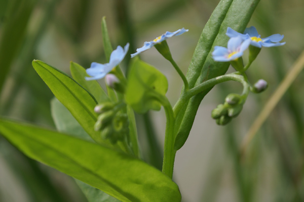 Myosotis?