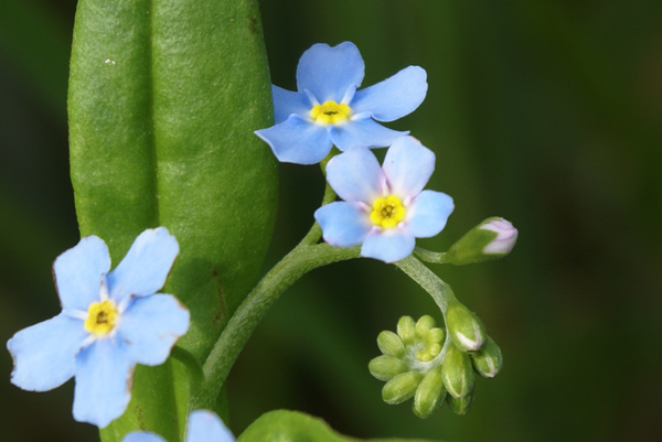 Myosotis?