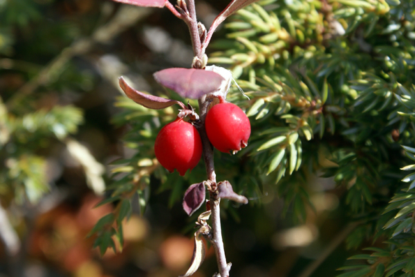 Cotoneaster sp.