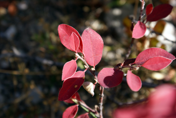 Cotoneaster sp.