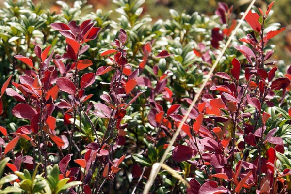 Cotoneaster sp.
