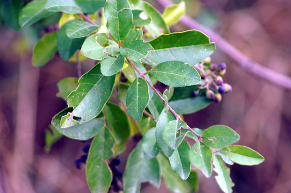  un Ligustrum?