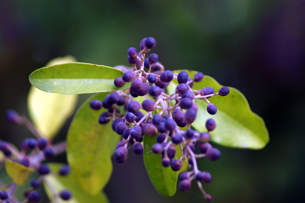  un Ligustrum?