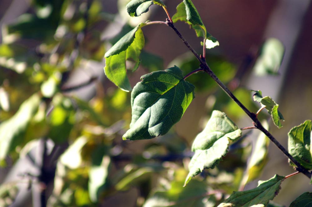 bacche nere - Rhamnus cathartica e Lonicera Xylosteum