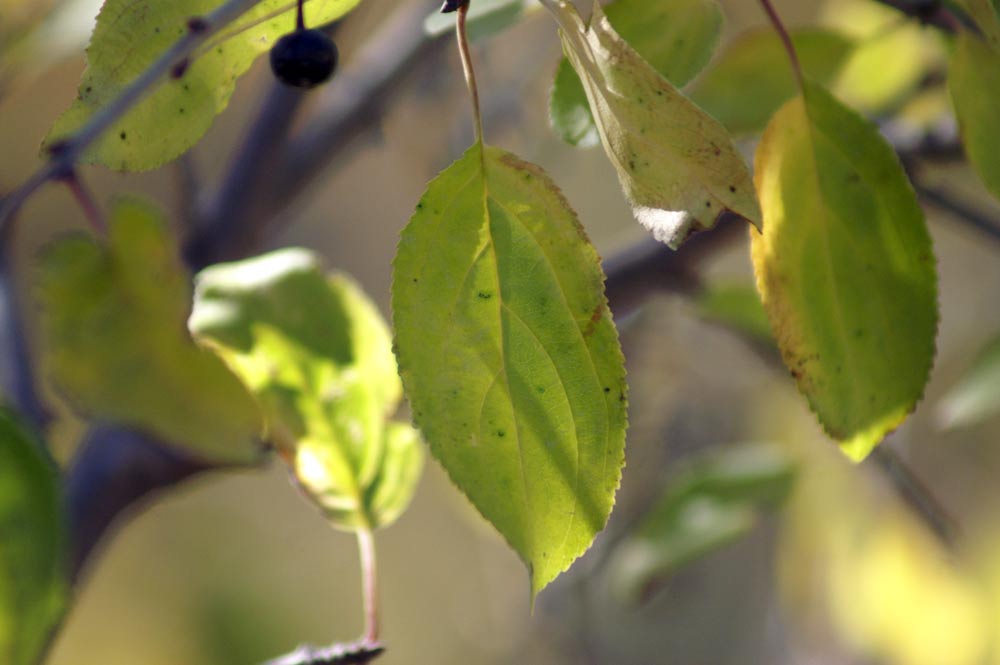 bacche nere - Rhamnus cathartica e Lonicera Xylosteum