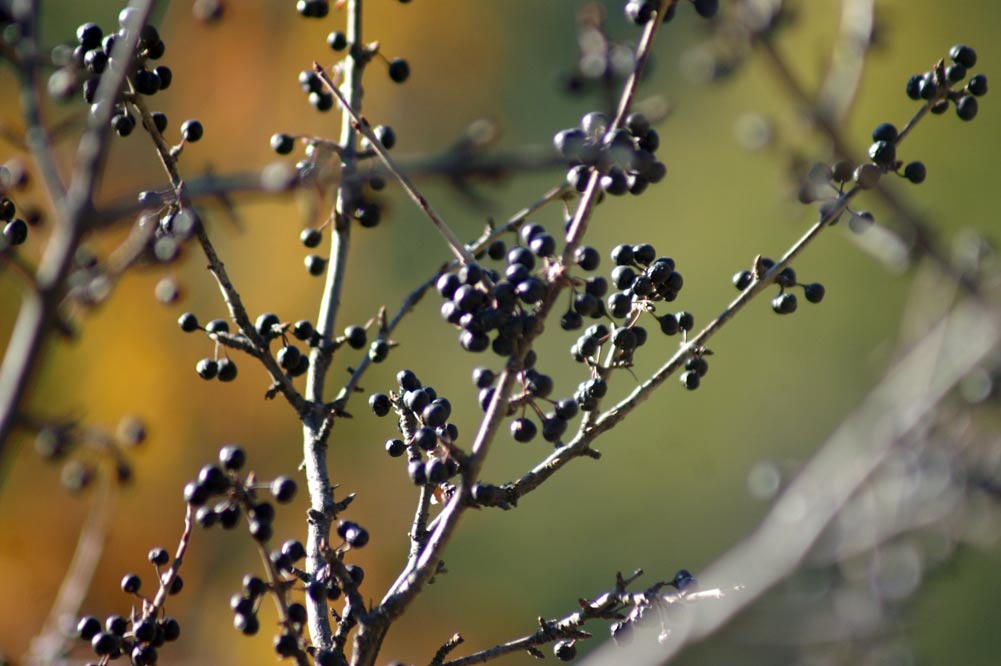 bacche nere - Rhamnus cathartica e Lonicera Xylosteum