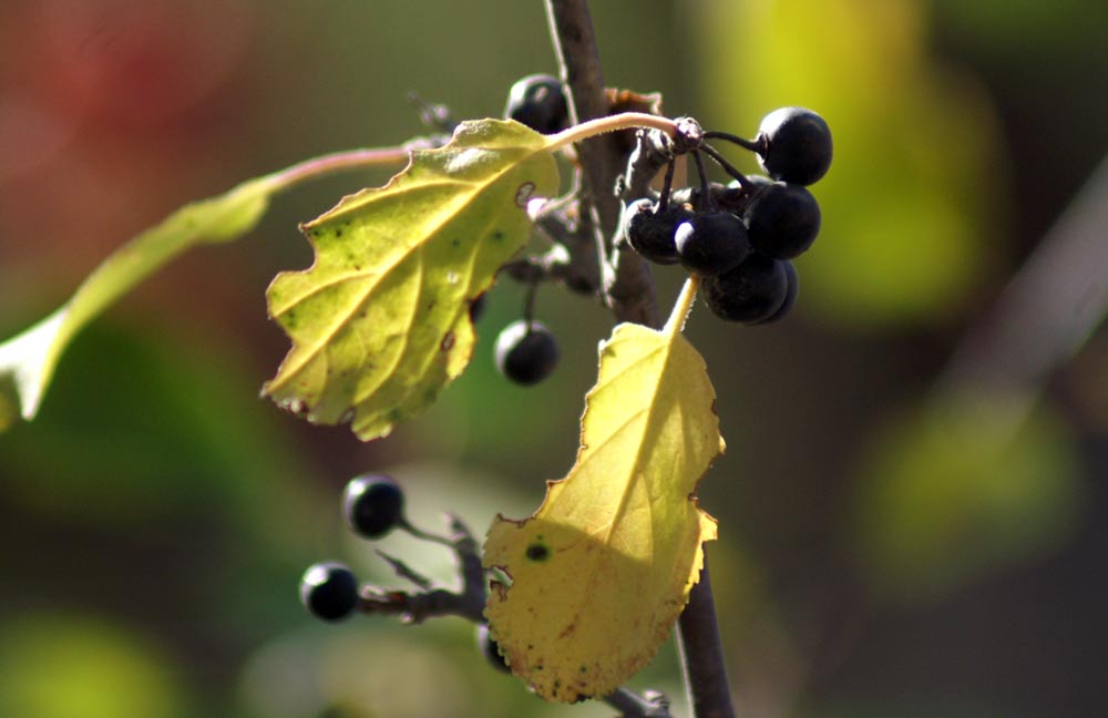 bacche nere - Rhamnus cathartica e Lonicera Xylosteum