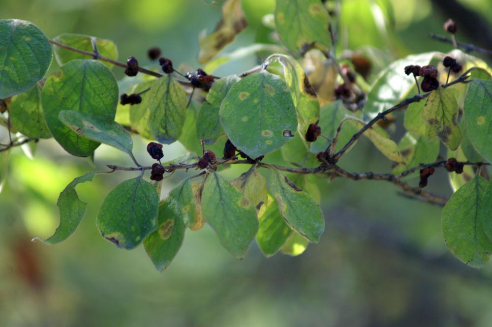 bacche nere - Rhamnus cathartica e Lonicera Xylosteum