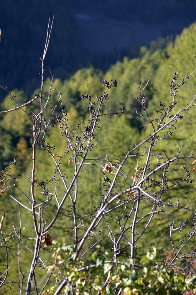 bacche nere - Rhamnus cathartica e Lonicera Xylosteum