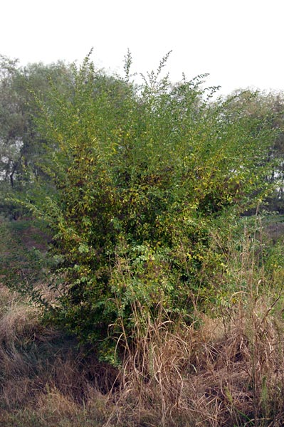  un Ligustrum?