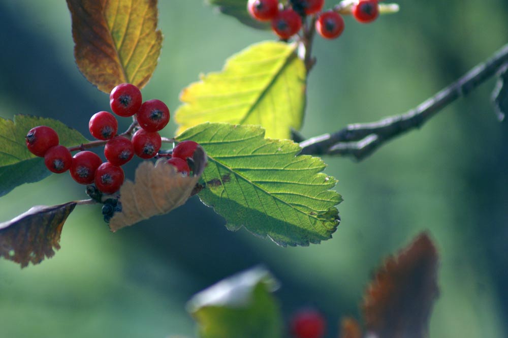 bacche rosse - Sorbus aria