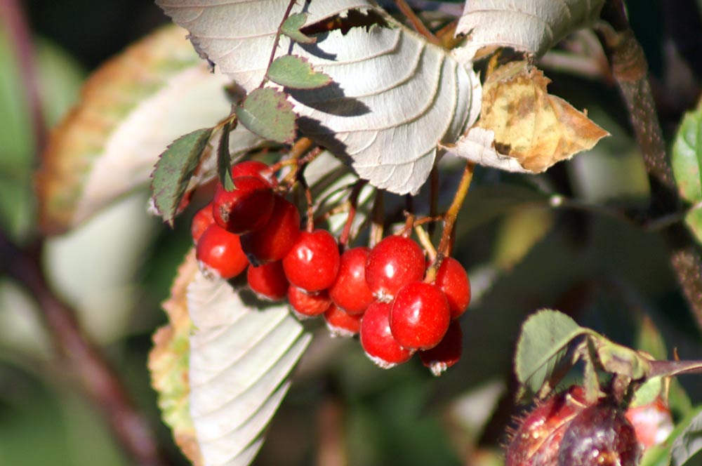 bacche rosse - Sorbus aria