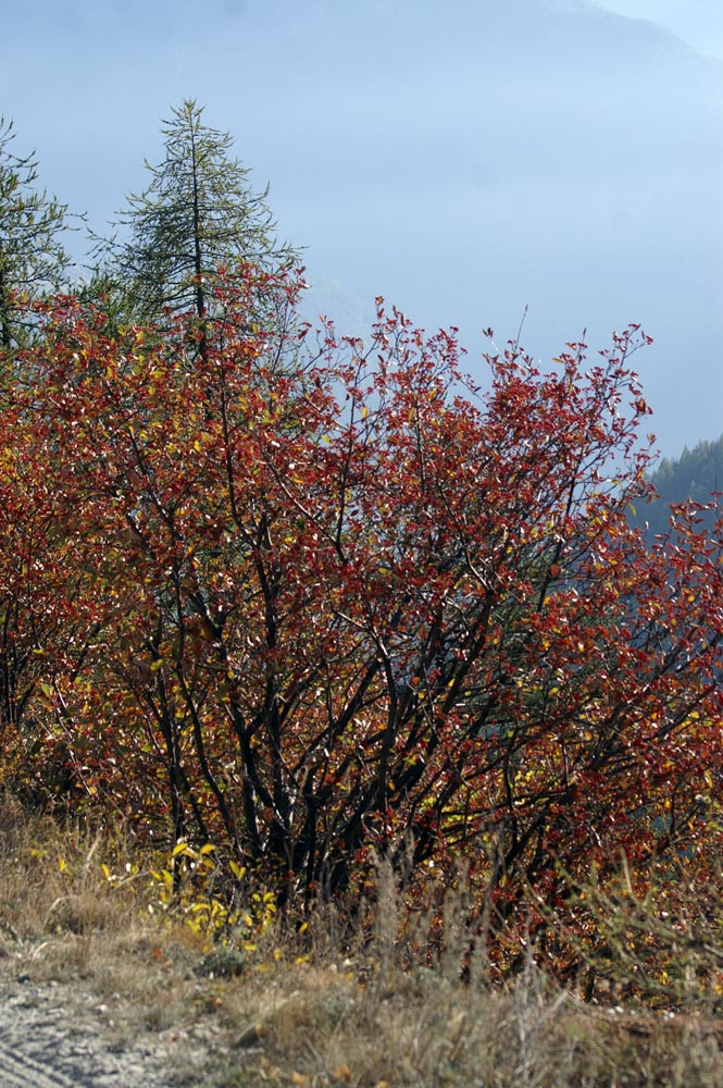 bacche rosse - Sorbus aria