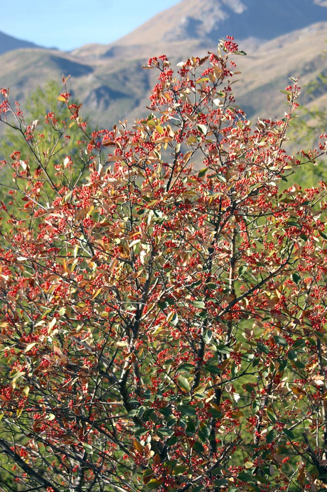 bacche rosse - Sorbus aria
