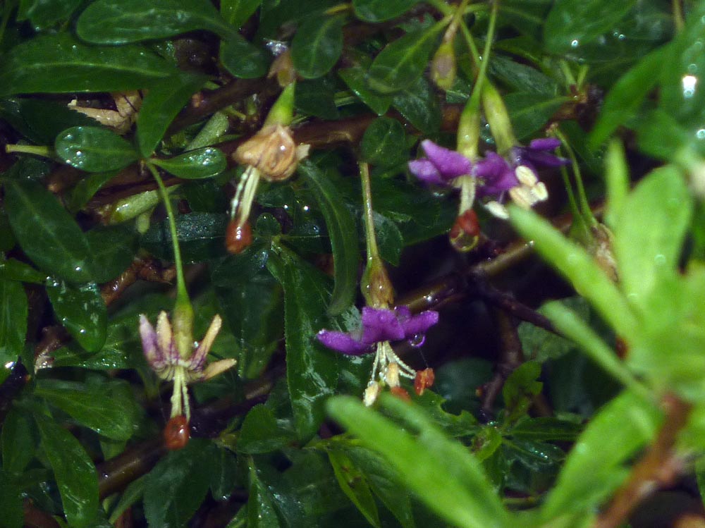 Lycium sp.