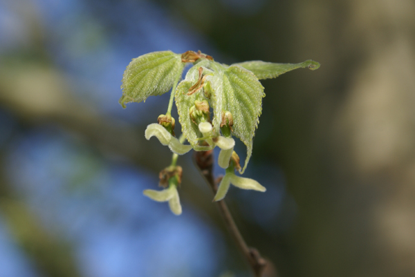 Fiore di bagolaro - Celtis australis
