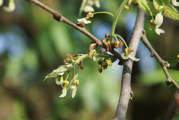 Fiore di bagolaro - Celtis australis