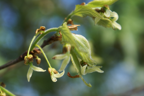 Fiore di bagolaro - Celtis australis
