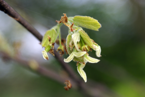 Fiore di bagolaro - Celtis australis