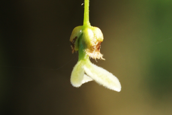 Fiore di bagolaro - Celtis australis