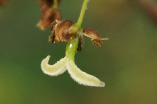 Fiore di bagolaro - Celtis australis