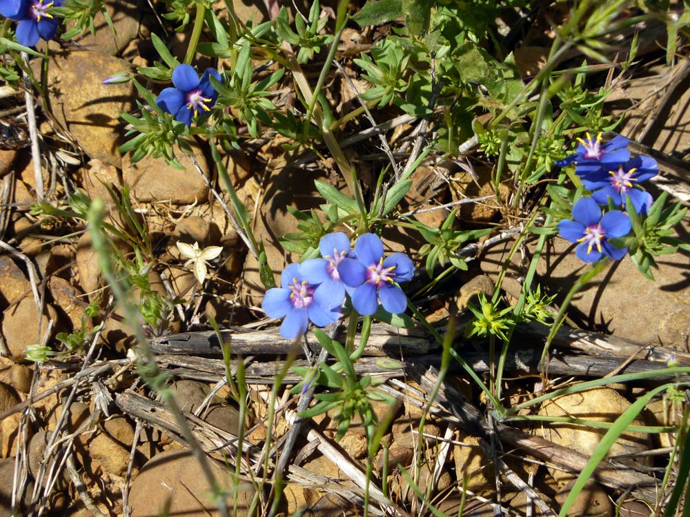 Anagallis cfr. monellii