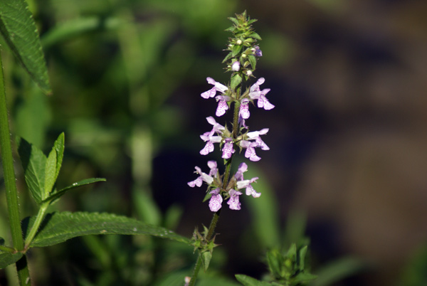 Stachys palustris