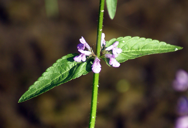 Stachys palustris