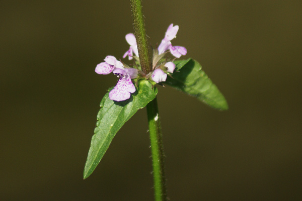 Stachys palustris